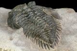 Metacanthina Trilobite - Lghaft, Morocco #153902-5